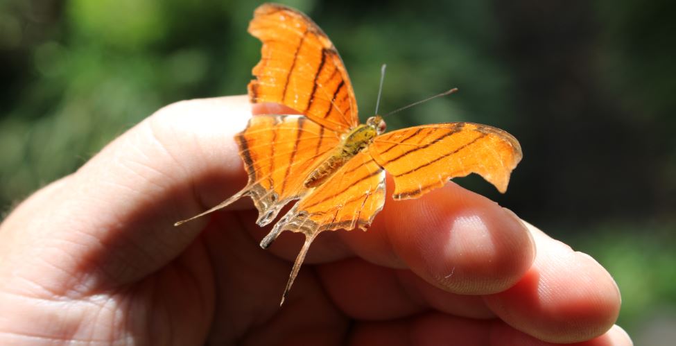 Edito du mois : effet papillon