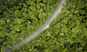 Investir dans la forêt