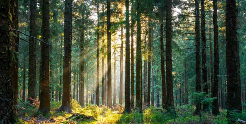 Investir dans la forêt une bonne idee